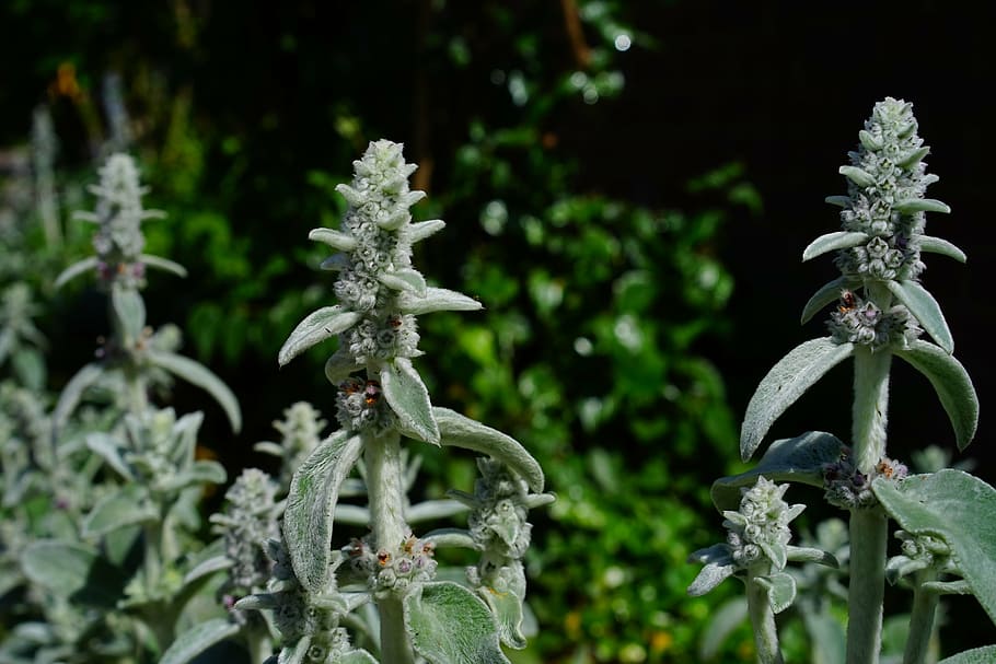 stachys wool, stachys, flowers, inflorescence, plant, shrub, flora, stachys byzantina, stachys lanata, grey leaves and