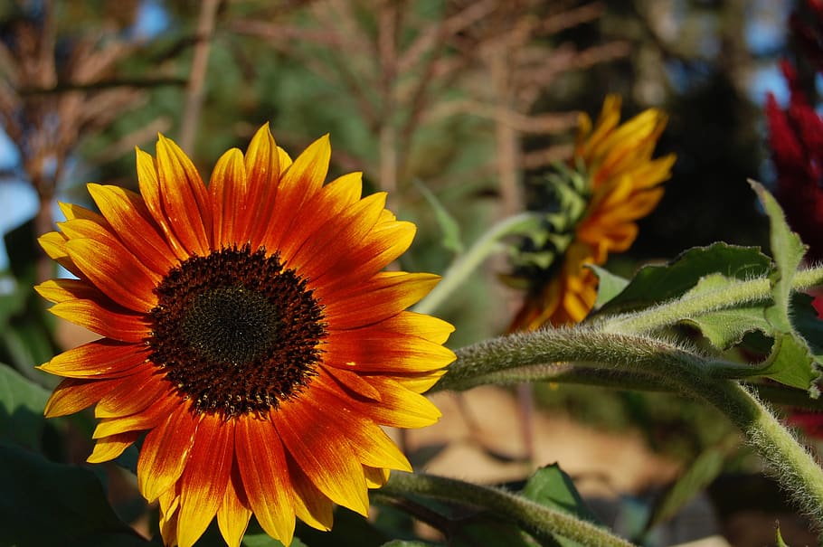 bunga matahari, bunga, tanaman, mekar, kuning, musim panas, alam, cerah, warna-warni, biji-bijian