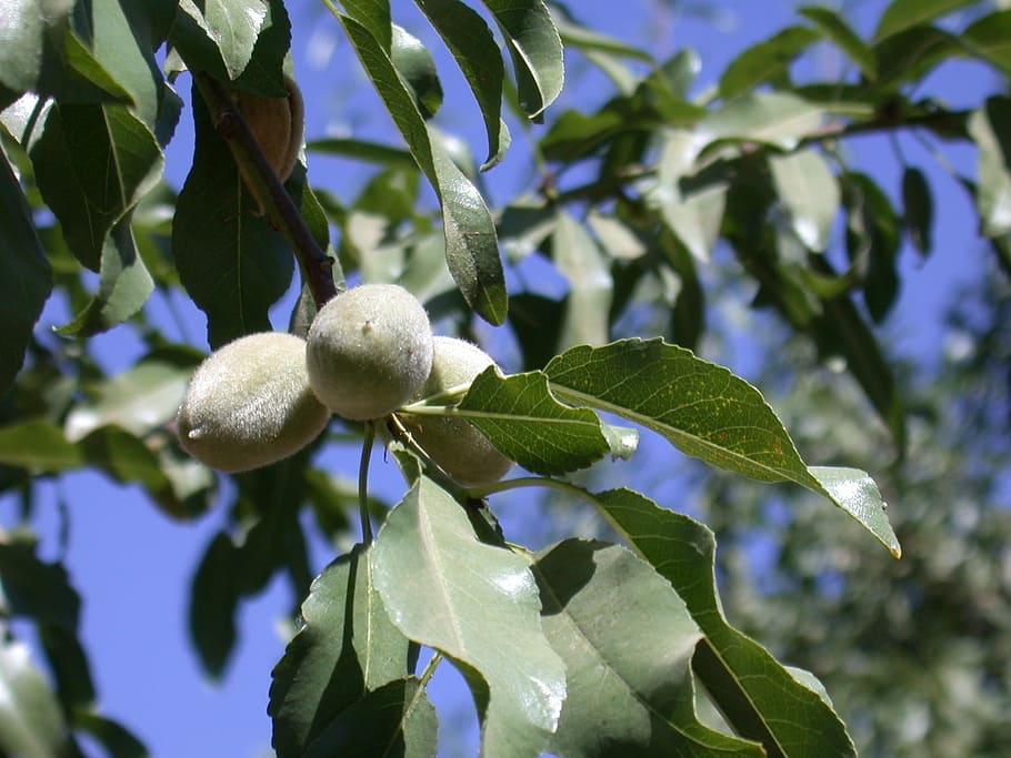 Almond, Pohon, Pertanian, California, daun, buah, makanan dan minuman, pertumbuhan, bagian tanaman, tanaman