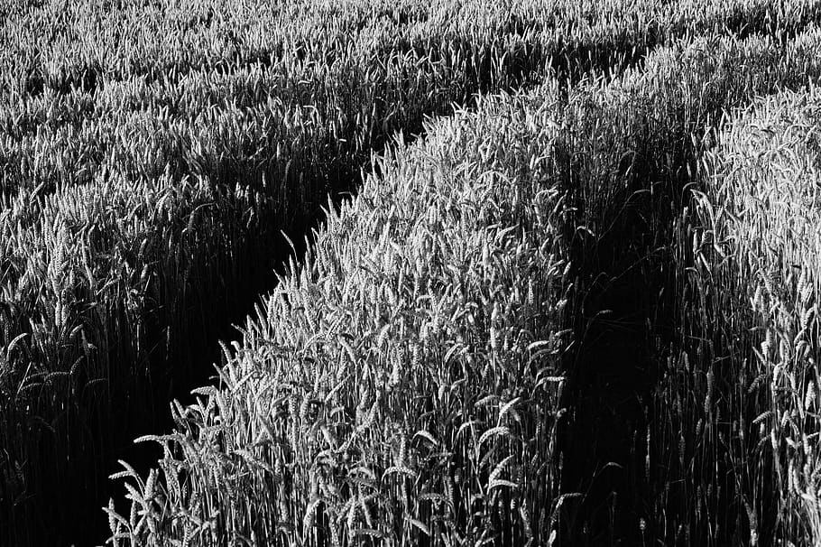field, grass, crops, rice, plantation, black and white, monochrome, growth, plant, agriculture