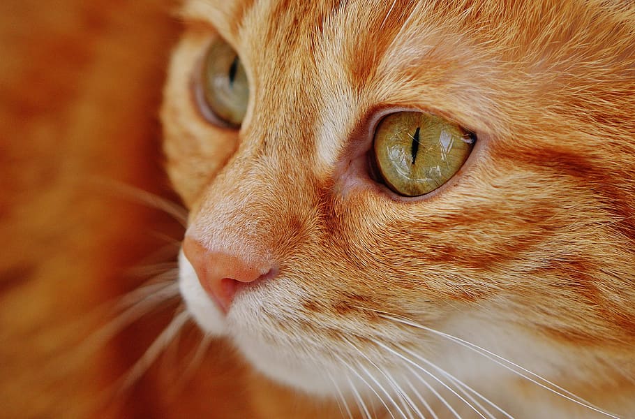 gato atigrado naranja, gato, rojo, lindo, caballa, tigre, dulce, tierno, animal, gato doméstico