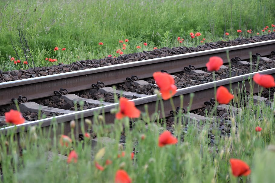 красный мак возле железной дороги, романтичный, любящий, трогательный, рельс, дорожка, весна, цветение, трава, естественный