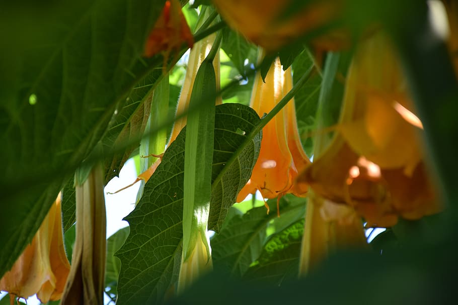 datura, angel trumpet, light and shadow, blossom, bloom, yellow, nature, summer, sunlight, from the bottom
