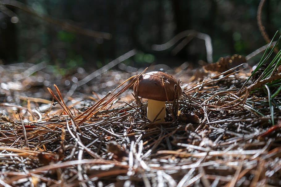mushroom, forest, needles, nature, collect, land, plant, selective focus, close-up, day