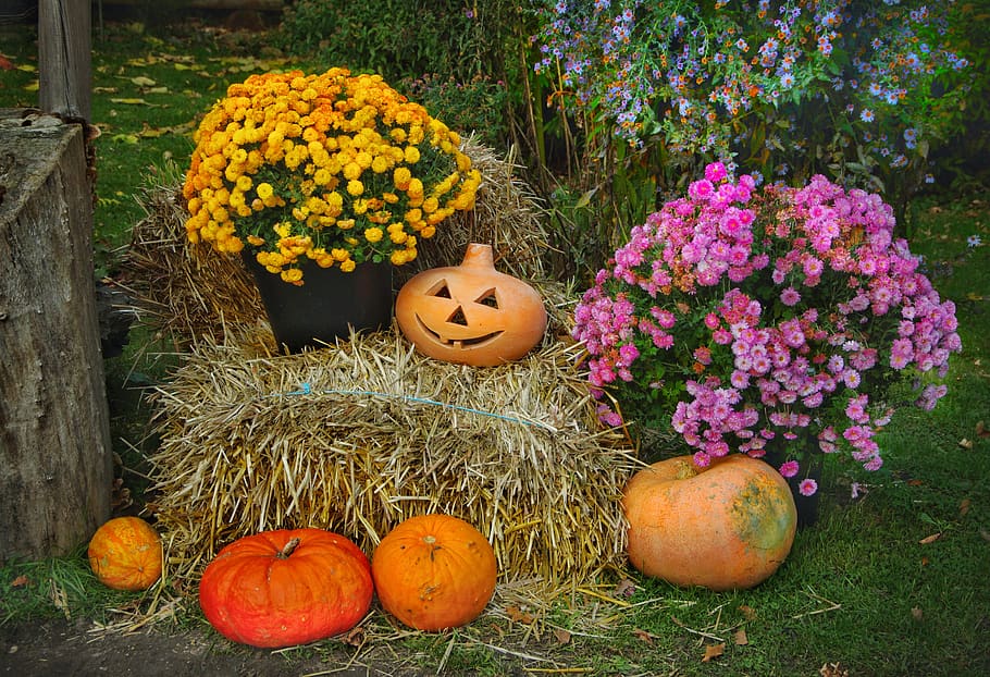 thanksgiving, pumpkins, halloween, straw, autumn, harvest, fruit, food, eat, fields