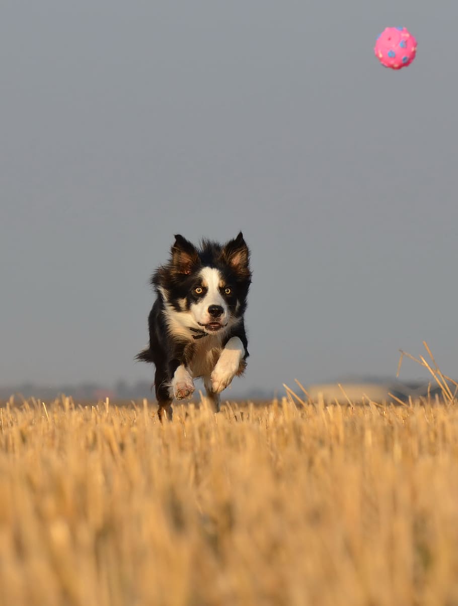 бордер-колли, бегущая собака, поле, лето, наркоман мячом, британская овчарка, собака с мячом, охота на мяч, собака, колли
