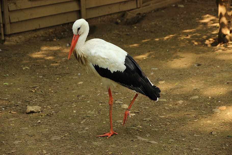 stork, rattle stork, bird, animal, white stork, ciconia ciconia, nature, wildlife, beak, outdoors