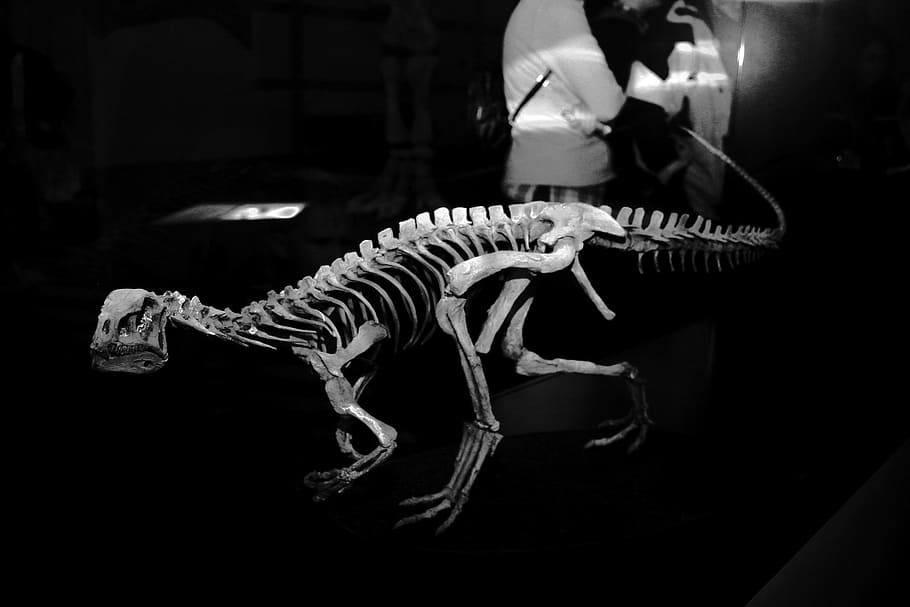 dinosaur, fossils, bone, skeleton, petrification, museum, animal skeleton, one animal, indoors, extinct