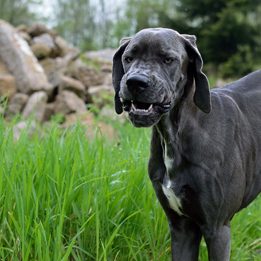 Dog, Great Dane, Puppy, grass, pets, one animal, outdoors, domestic animals, domestic, mammal