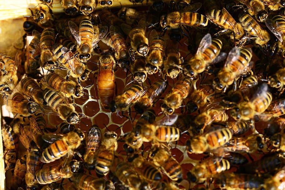 abejas melíferas, colmena de abejas, reina de las abejas melíferas, colmena, puesta de huevos, dorado, jóvenes, recién nacidas, abejas obreras, primer plano