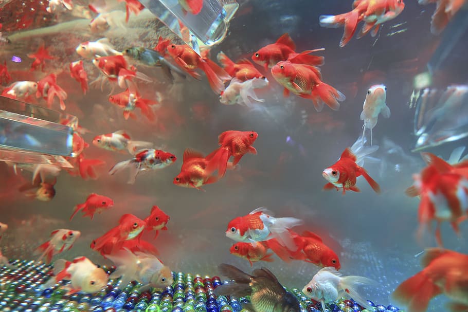 shoal of fish, aquarium, marble, fish, fin, swimming, group of animals, water, animal, animals in the wild