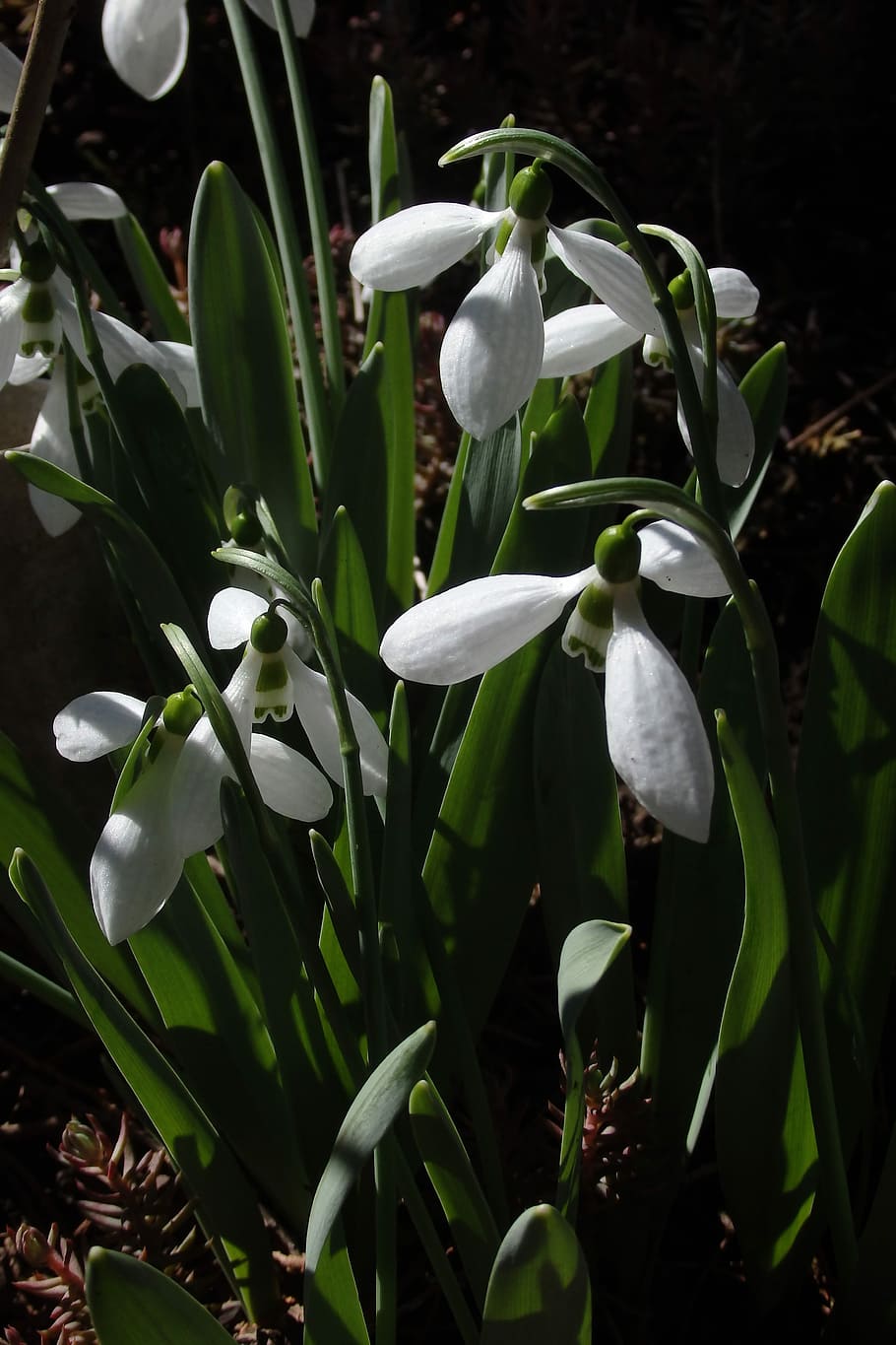 Snowdrop, primavera, naturaleza, flor, color blanco, crecimiento, pétalo, planta, belleza en la naturaleza, planta floreciendo