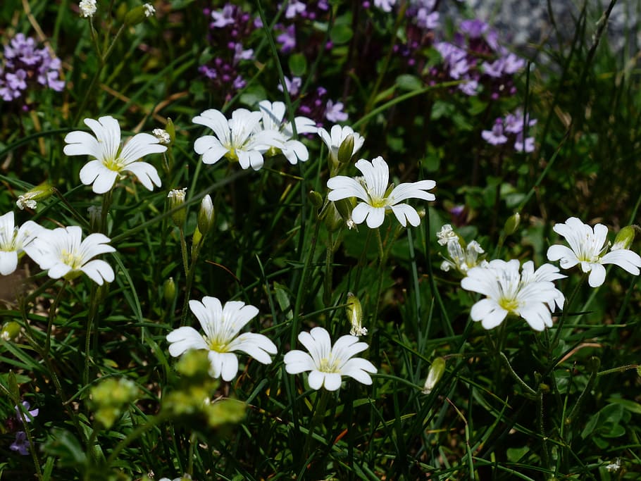Alpino, Hornwort, Flor, Bloom, Hornwort alpino, branco, flor alpina, planta alpina, cerastium alpinum, orelha de rato