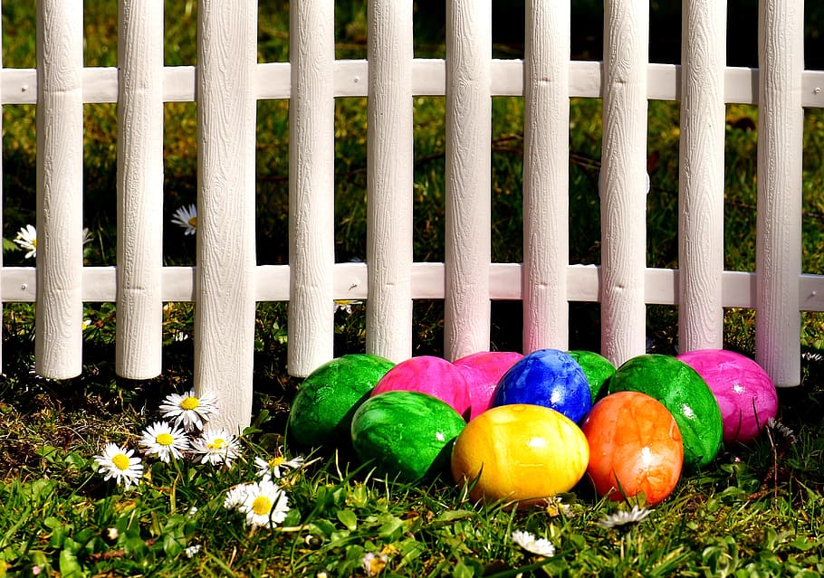 egg, colorful, easter eggs, meadow, fence, daisy, easter, boiled eggs, colored, happy easter
