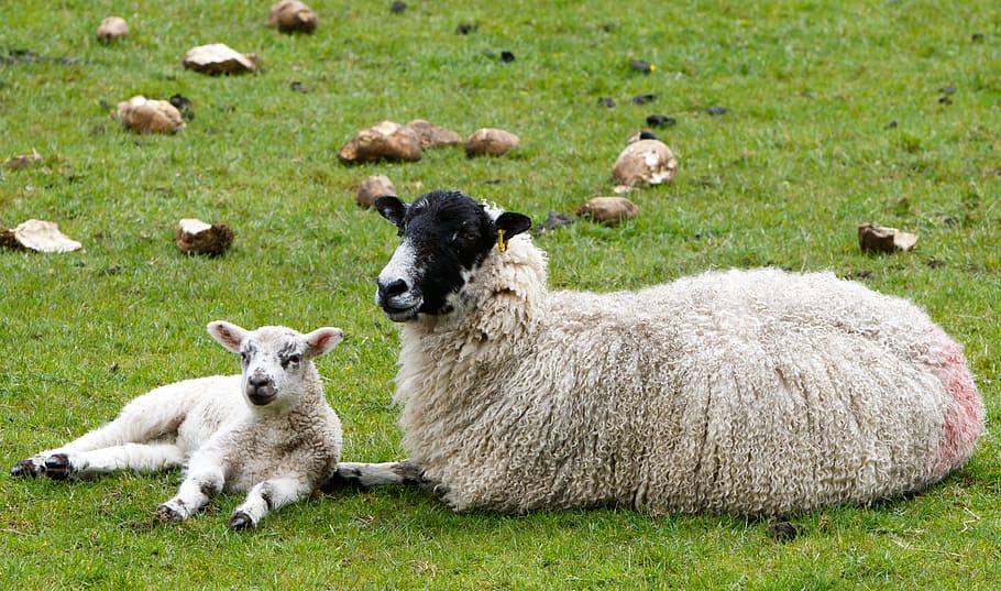 ovelha, postura, verde, grama, cordeiro, lã, velo lanoso, agricultura, animal, campo