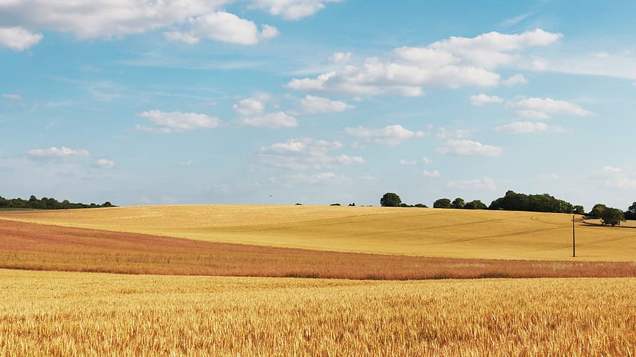 wheat field, daytime, cornfield, wheat fields, field, wheat, agriculture, cereals, cloud, rural