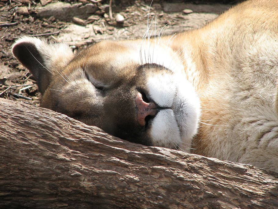 cougar, sleeping, tree trunk, puma, zoo, fur, mountain lion, catamount, wildlife, big cat