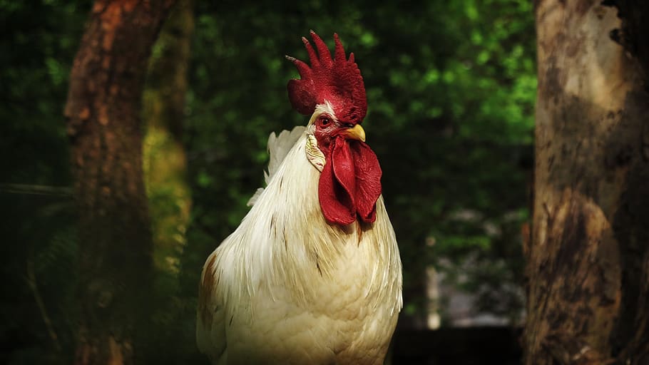 hahn, animal portrait, poultry, animal, plumage, feather, animal world, comb, livestock, nature