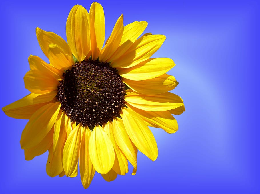 close, photography, yellow, sunflower, sun flower, sun, flower, blossom, bloom, summer