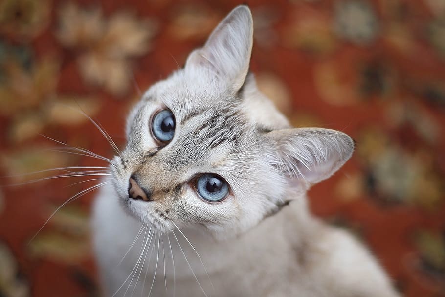 seletiva, fotografia com foco, cinza, malhado, gato, branco, olhos azuis, felino, olhar para cima, animal
