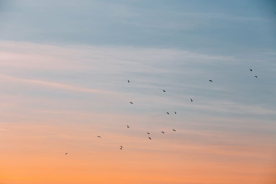 low, angle photo, flying, birds, dusk, cloud, sky, sunset, bird, animal