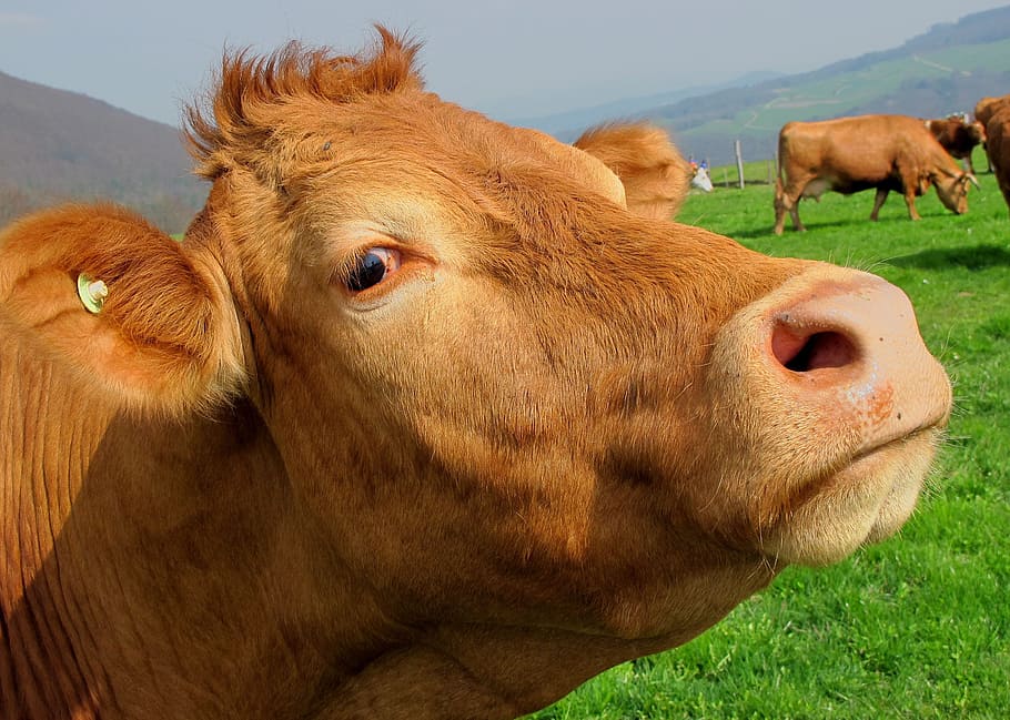 vaca marrón, marrón, vaca, mamífero, animal, cabeza, prado, campo, paisaje, país