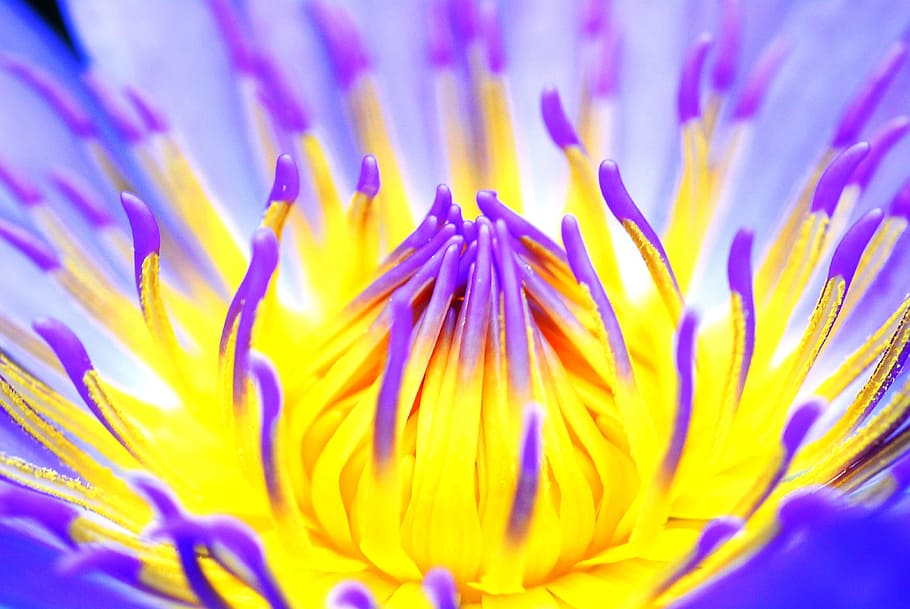 macro photography, yellow, purple, waterlily flower, tropical water lilies, water lilies to bloom beginning, macro shot of a water lily, purple water lilies, burning, flower