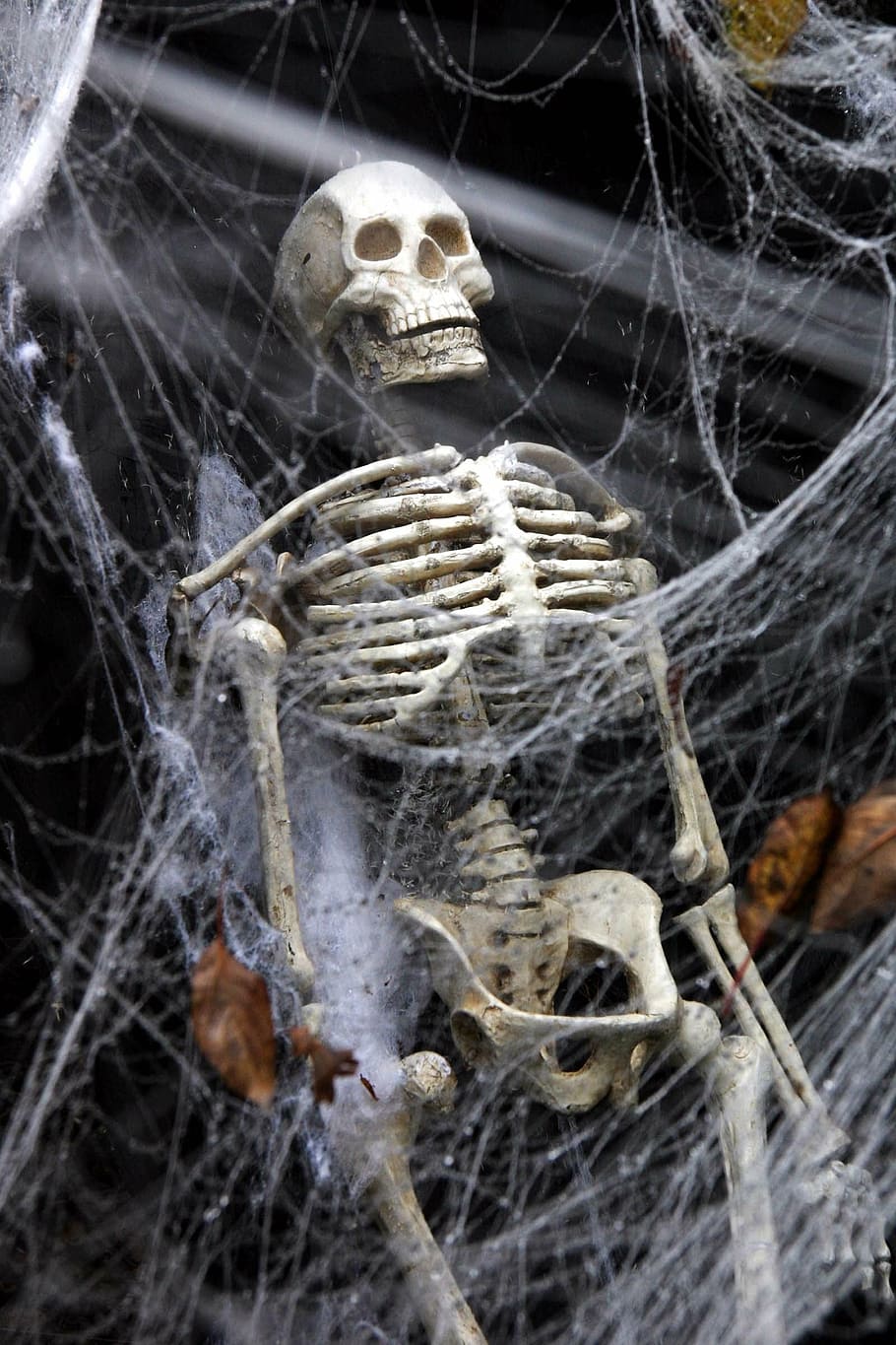 skeleton, hanging, spider web, halloween, celebration, party, skull, bones, death, cobweb