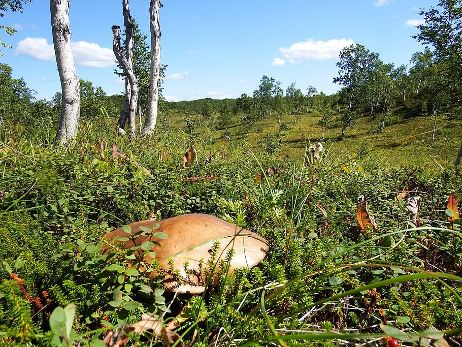forest, field, tundra, mushroom, orange-cap boletus, hat, autumn, quiet hunting, landscape, nature