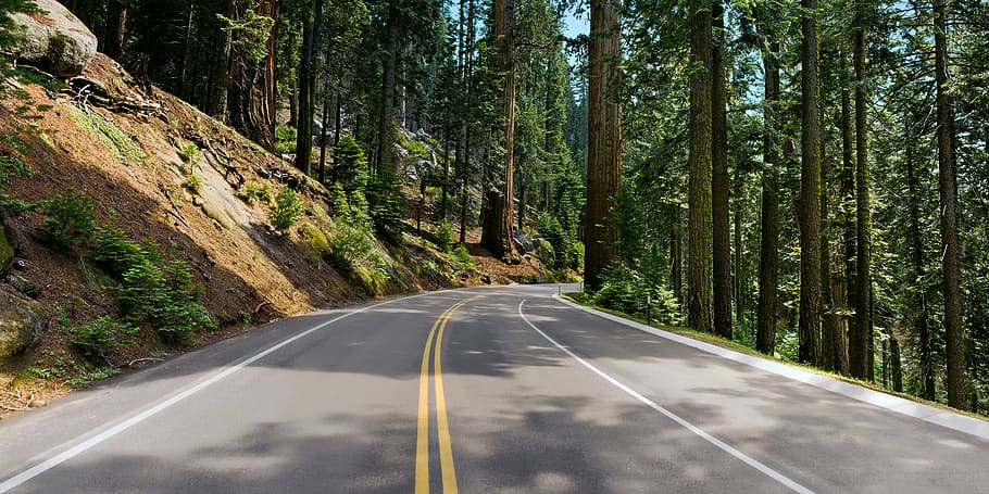 driving, paved road, roadway, tranquil, calm, explore, highway, scenery, sequoia, woods