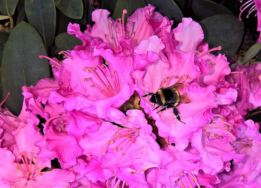 honeybee, collecting, nectar, purple, petaled flowers, rhododendron, rhododendron flower, pink flowers, evergreen plant, bush