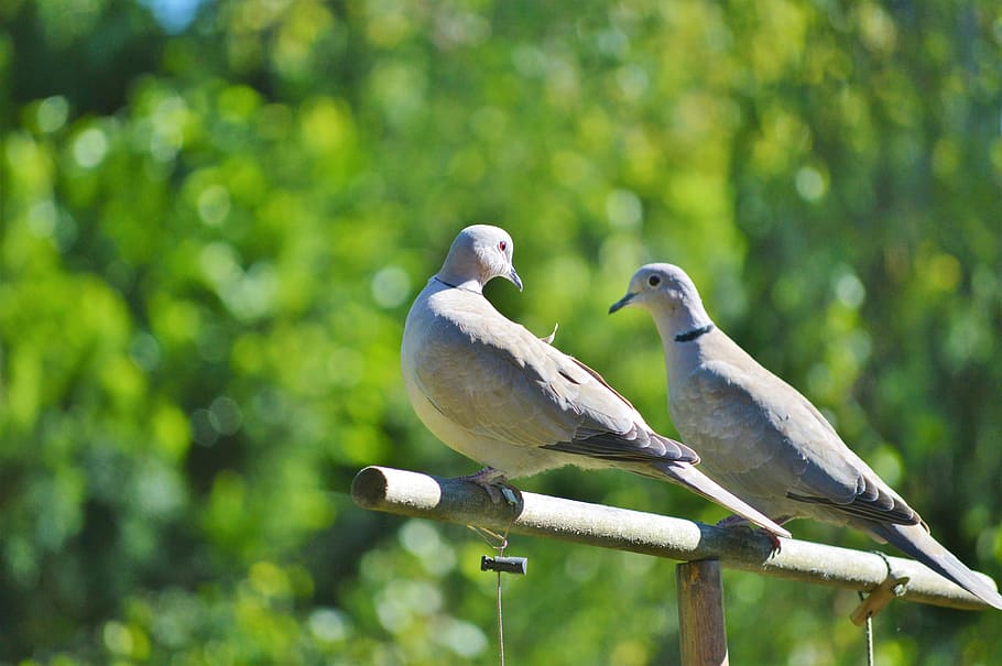Pigeons, Birds, Animal, Collared, Luck, love, street deaf, romantic, city pigeon, nature