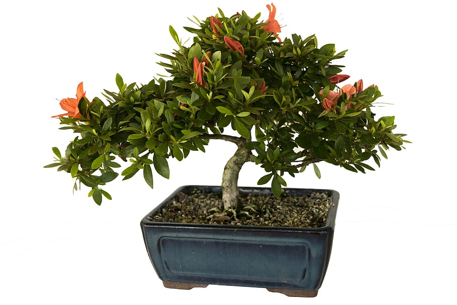 bonsai, azalea, plant, leaf, flowers, green, blue, square, pot, white background