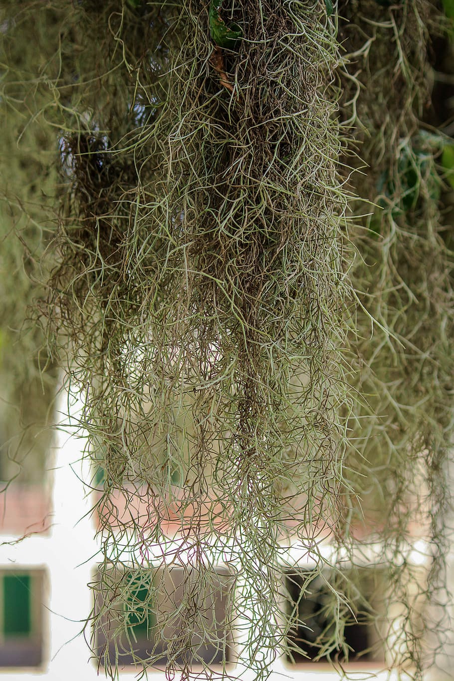 Spanish Moss, Draping, hanging moss, draping moss, epiphyte, air plant, tillandsia usneoides, animal themes, close-up, focus on foreground