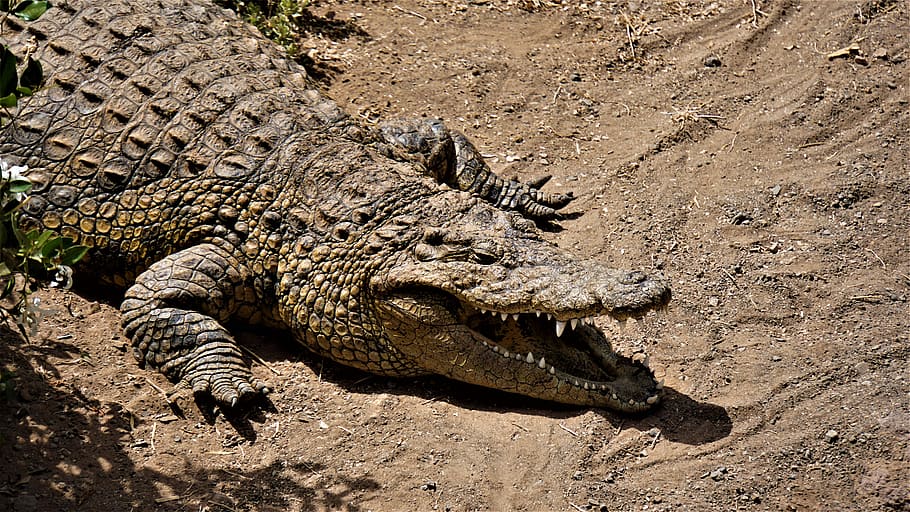 crocodile, reptile, alligator, animal, predator, nature, animal world, zoo, sand, beige