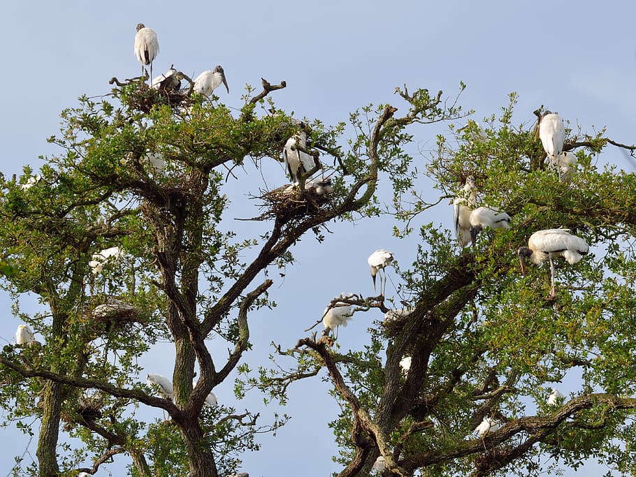 Wood Storks, Wildlife, Nesting, Nature, bird, florida, white, americana, animal, beak
