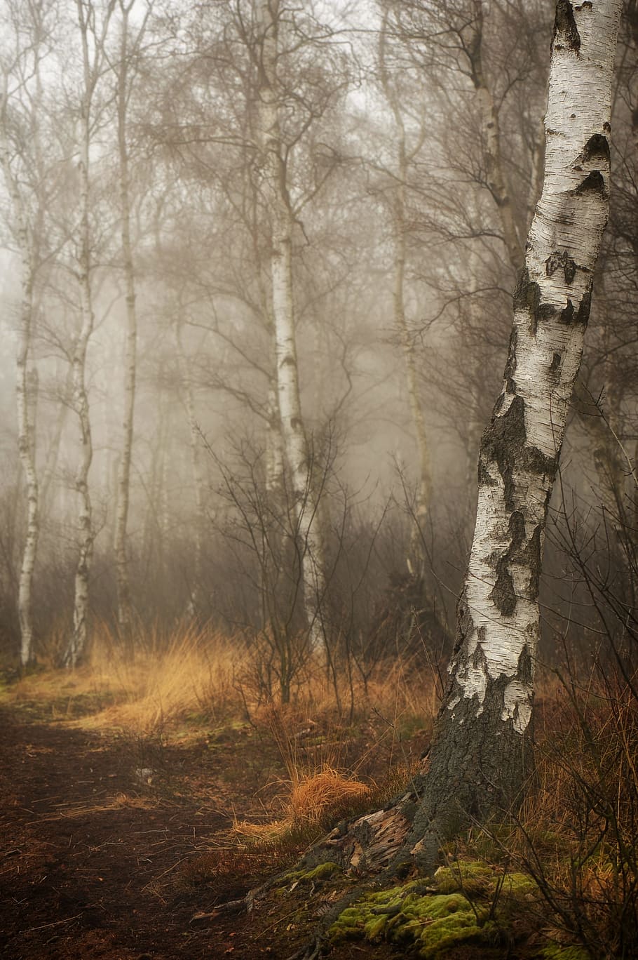 forest trees painting, moor, peat, forest, birch, birch forest, tribe, fog, tree, wood