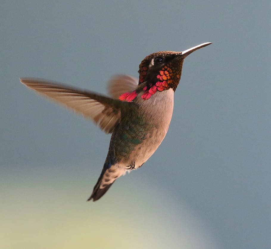 Gris, rojo, colibrí, volando, mediados, aire, durante el día, Cuba, colibrí abeja, pájaro