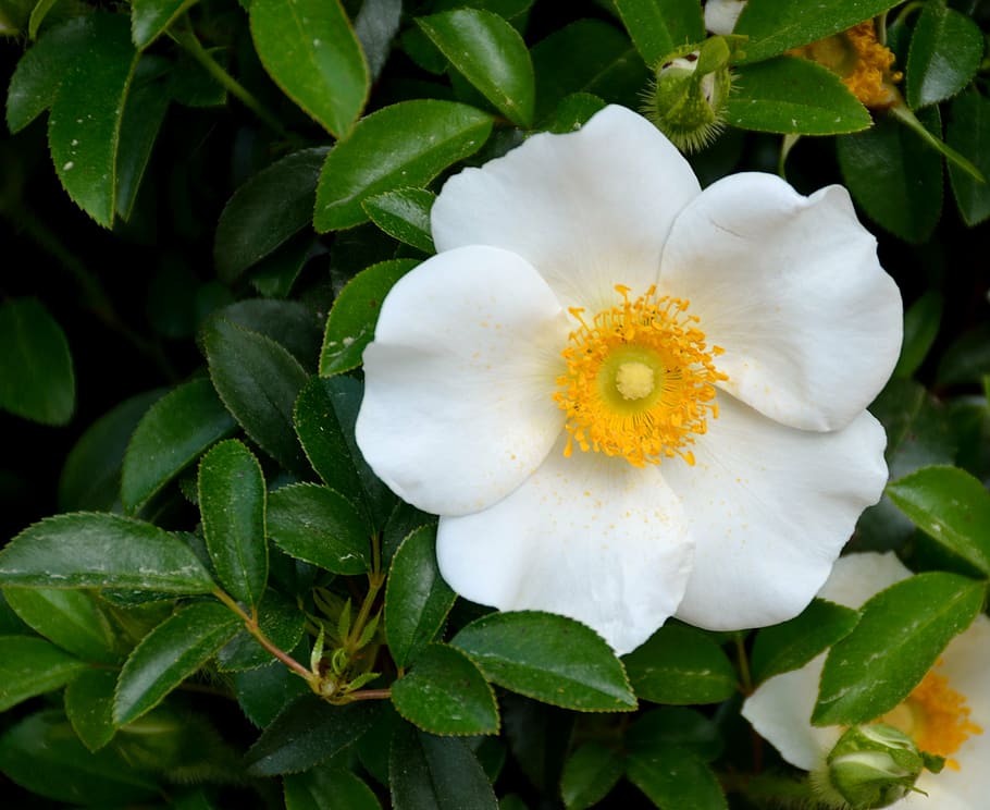 cherokee rose, rose, putih, kecantikan, alam, georgia bunga negara, suku, amerika, ornamen, bunga