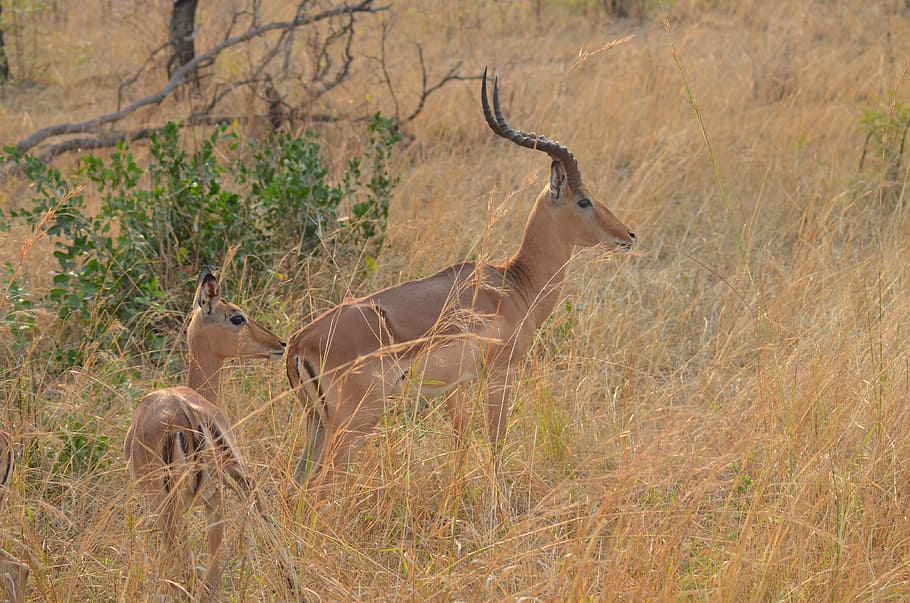 gazelle, africa, national park, nature, animal, animal world, wild animal, safari, south africa, antelope