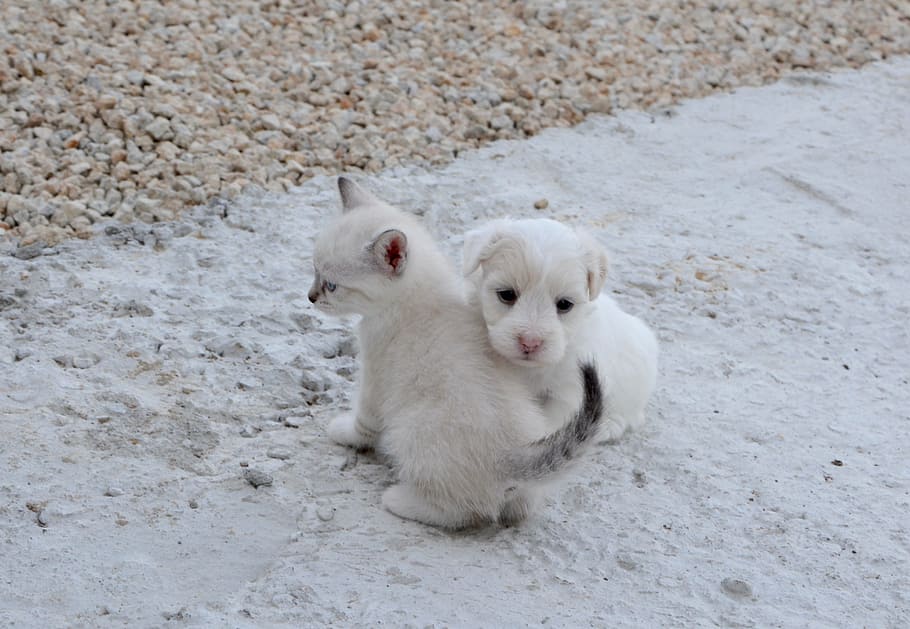 putih, anak anjing, anak kucing, luar, kucing anjing, pelukan, kelembutan, keterlibatan, hewan peliharaan, tema hewan