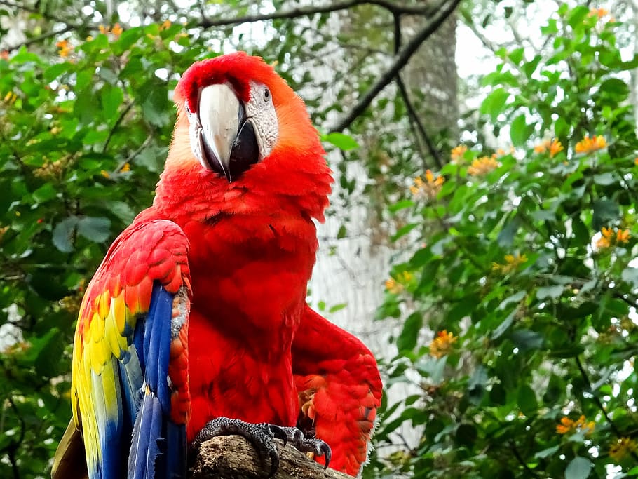 ara, red, parrot, portrait, costa rica, close-up, animal, bird, colorful, wild