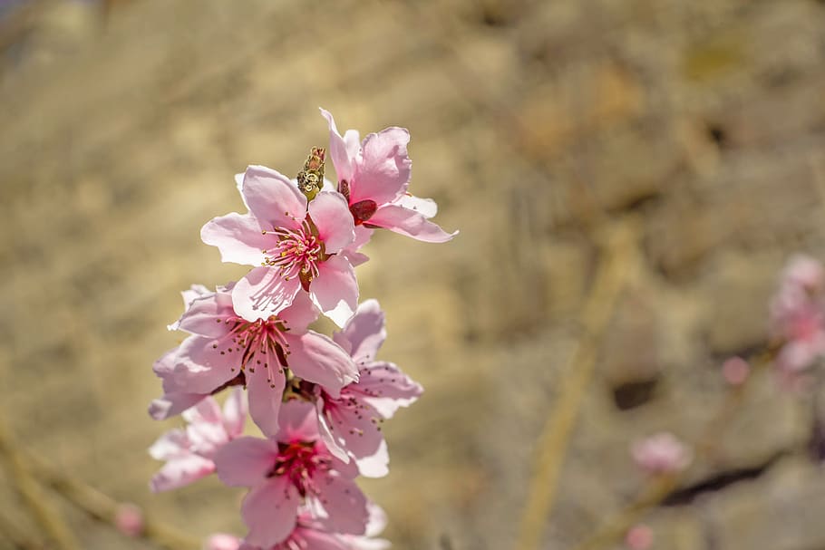 flores de color rosa, cereza, flores de durazno, primavera, rosa, jardín,  naturaleza, temporada, flores, durazno | Pxfuel