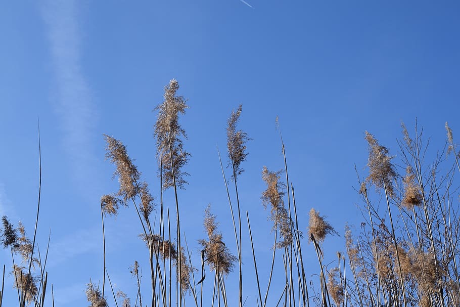 stake tube, giant reed, blue sky, spring, main area, sunny, sky, nature, plant, pond