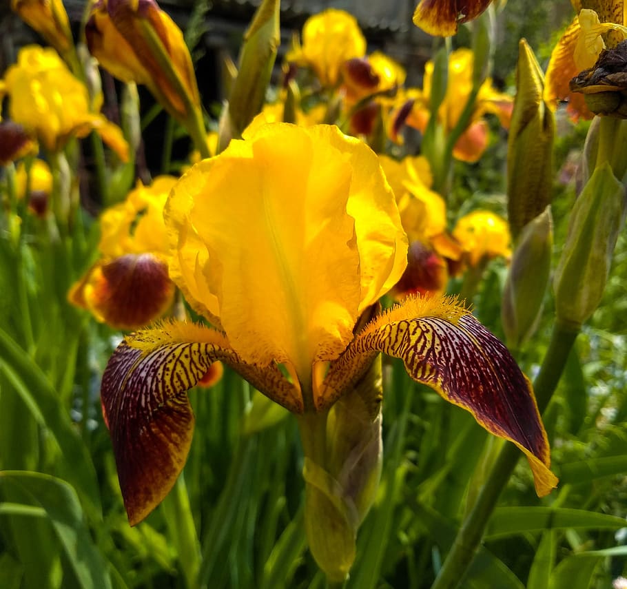 irises, yellow iris, flowers, nature, garden, iris, yellow, plants, bloom, spring