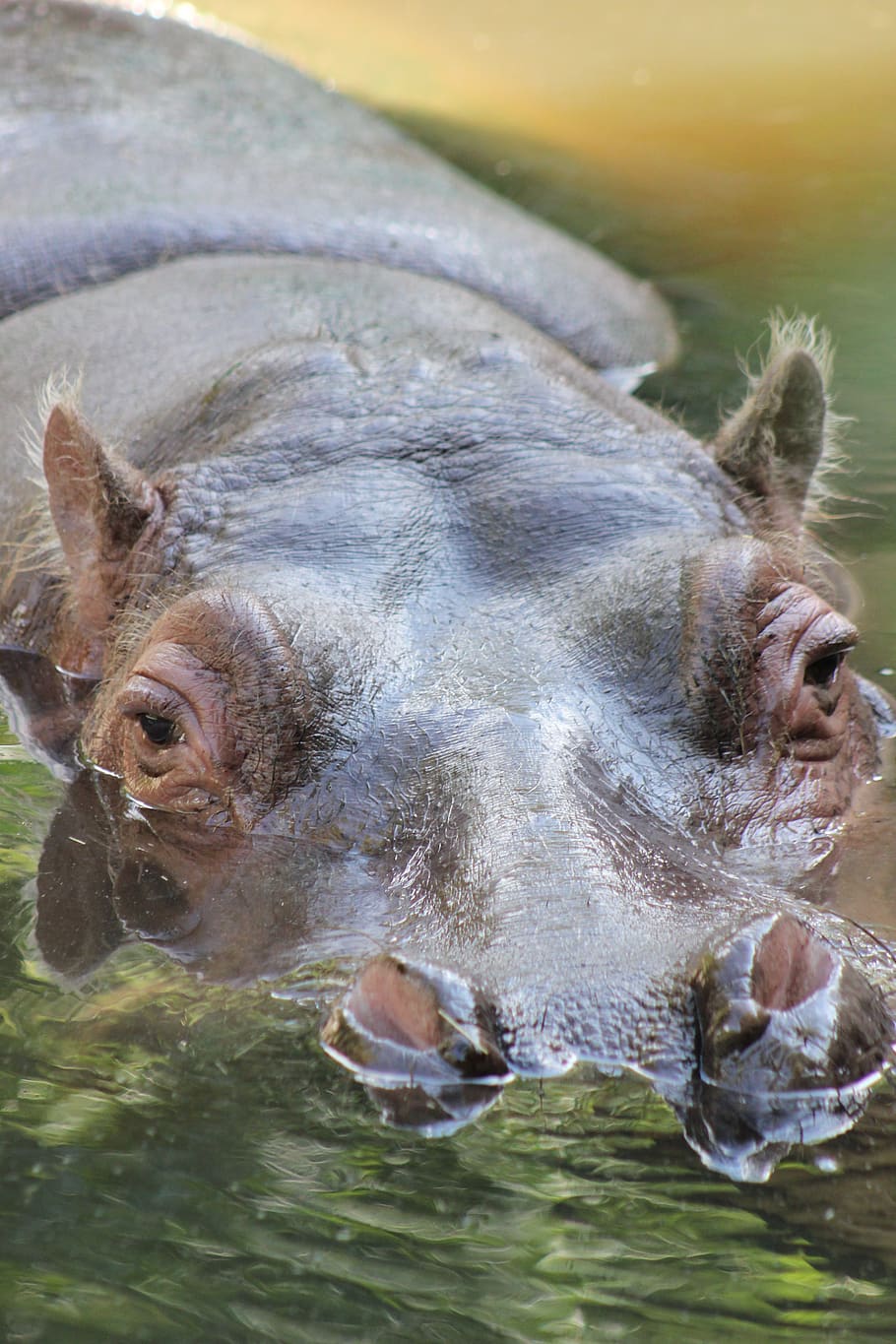 hippo, hippopotamus, water, animal world, africa, zoo, pachyderm, hard, large, swim