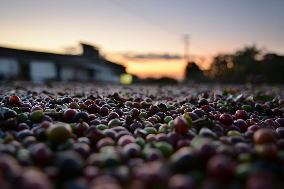 macro shot photography, beans, coffee, wood, yellow, bean, growing, plantation, sunset, farm
