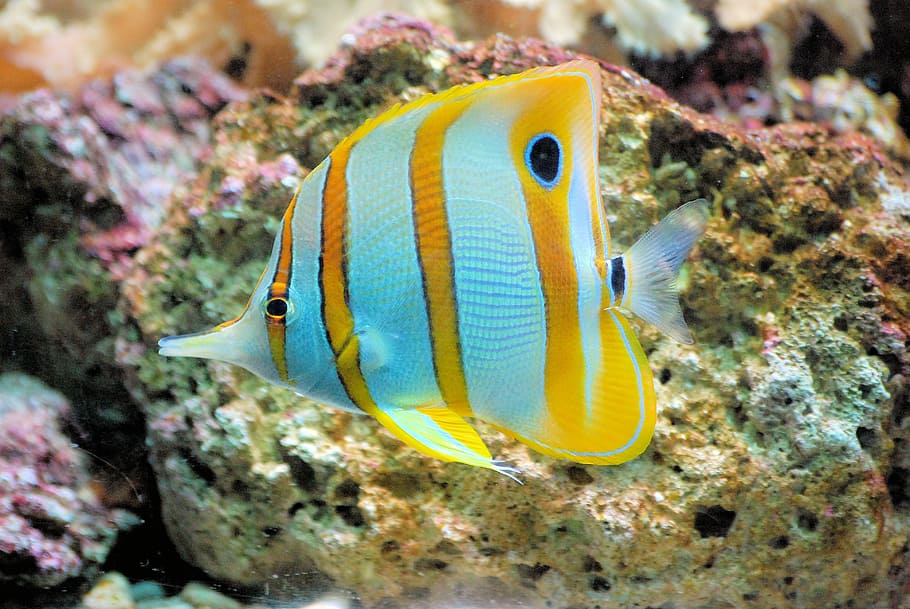 closeup, gray, yellow, discus fish, butterflyfish, fish, tropical, copperband, chelmon rostratus, ocean