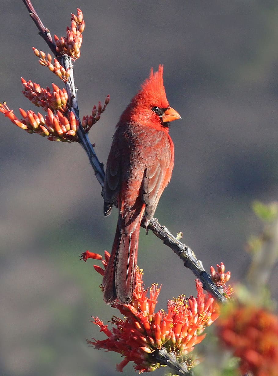 selective, focus photography, cardinal, bird, perched, branch, selective focus, photography, Cardinal bird, northern