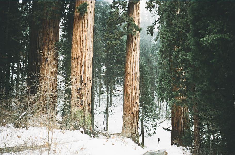 nevado, floresta, hora do dia, pessoa, tirando, foto, árvores, inverno, bosques, natureza